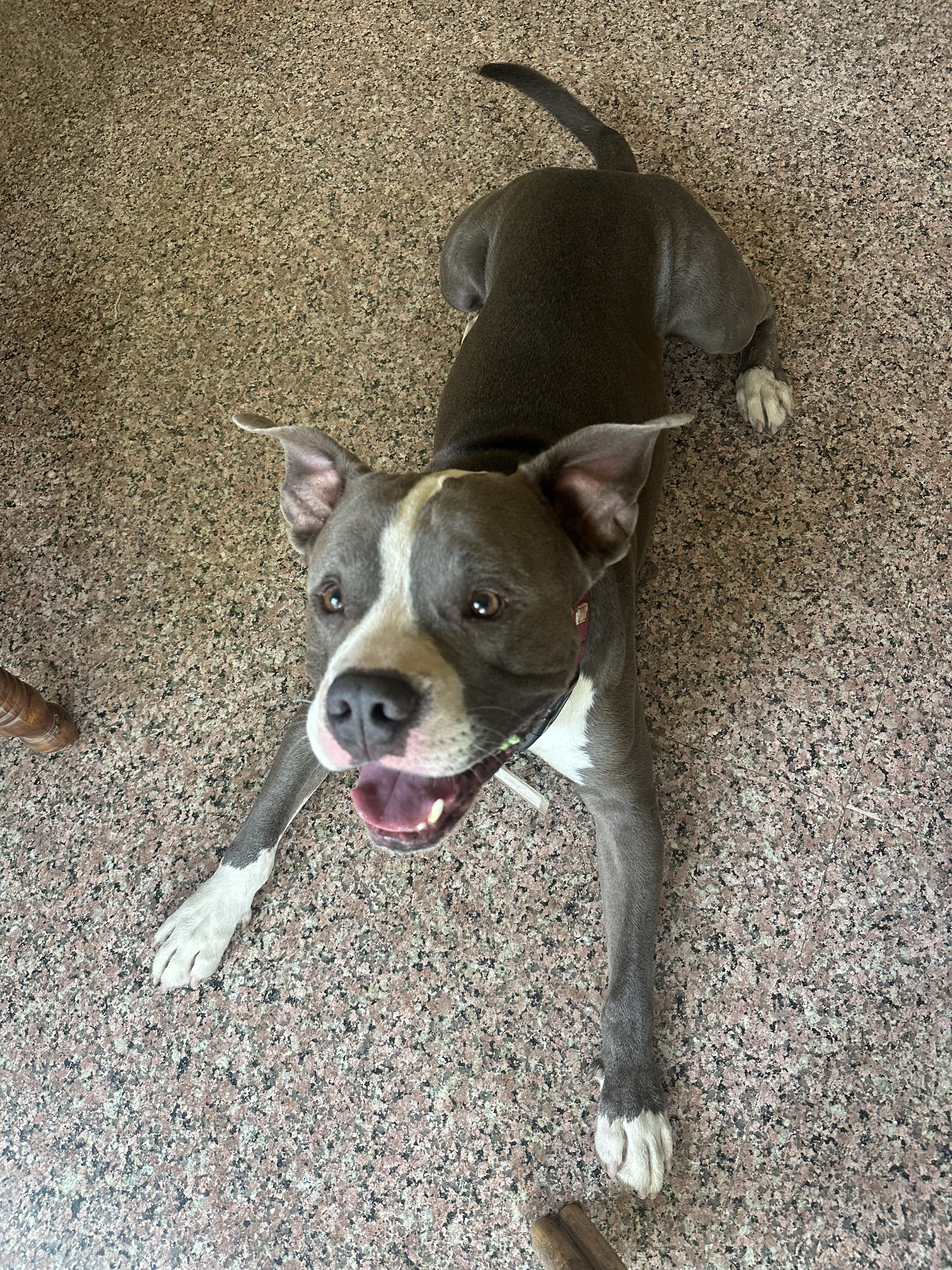 Dobby, a American Pitbull Terrier, at The Tail Den