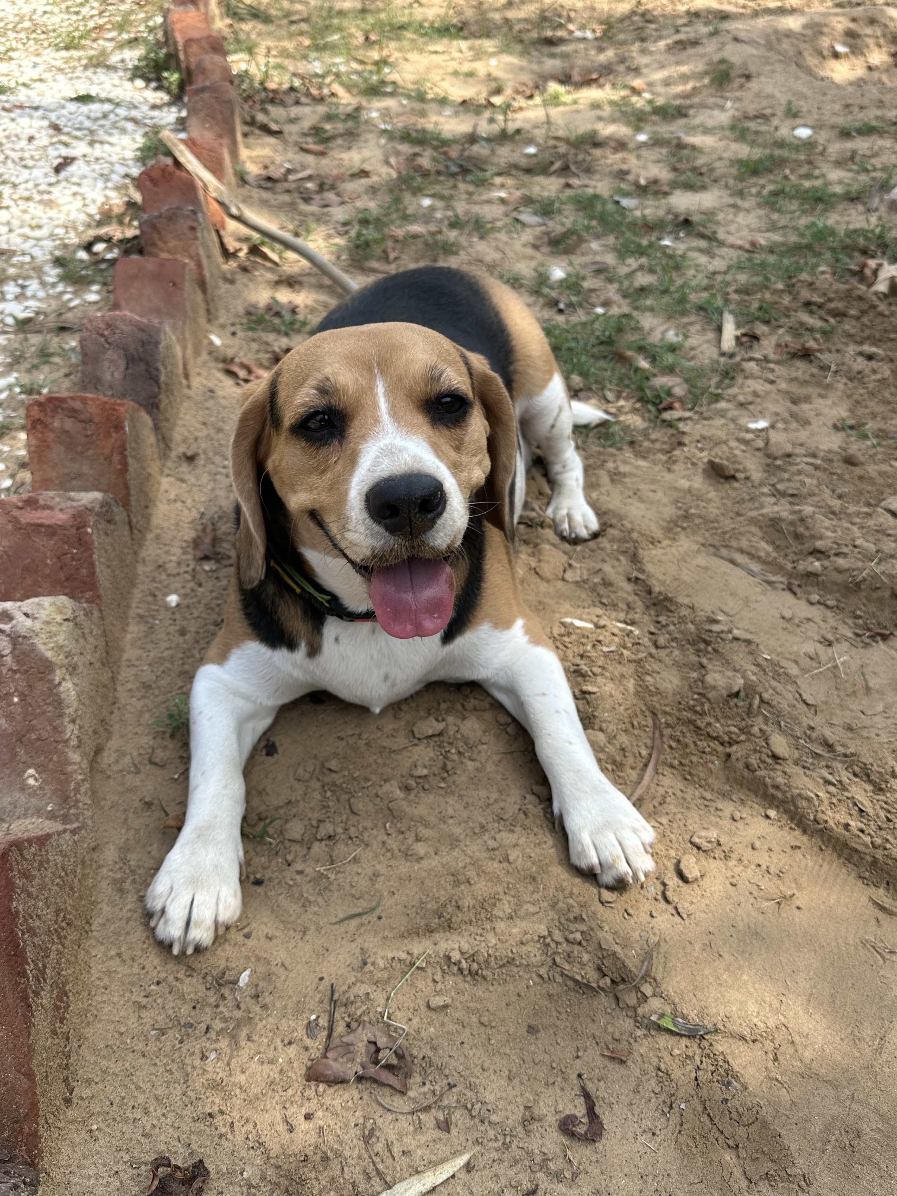 Zoey, a Beagle — Boarder of the Month at The Tail Den